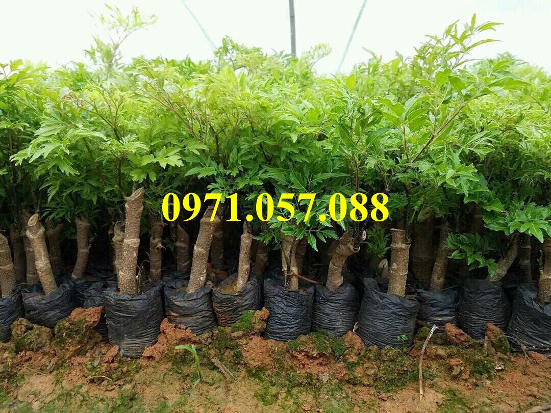GIỐNG CÂY ĐINH LĂNG